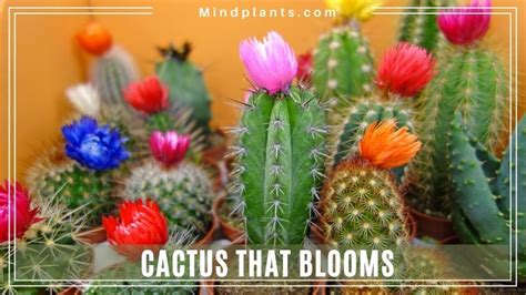 Cactus that Bloom Flowers. (Night, Summer & Christmas)