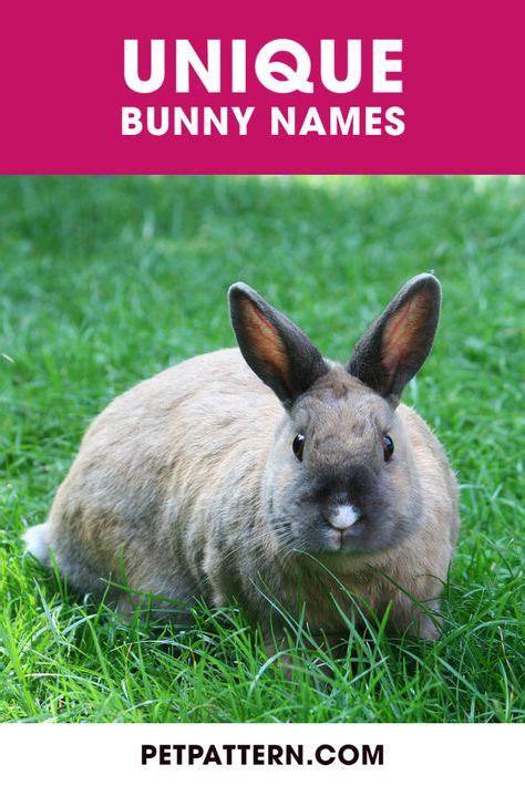 37 Bunny Names ideas in 2021 | bunny names, bunny, rabbit names