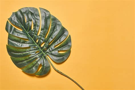 A big palm leaf on bright background - Creative Commons Bilder