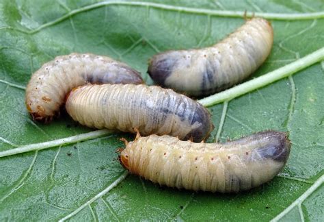 Emelten en engerlingen bestrijden - Snel en Effectief - Graszodengelegd.nl