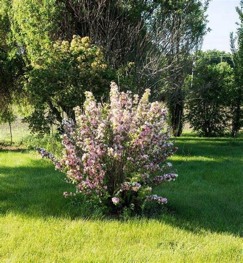 Weigela florida (Old Fashioned Weiglea, Weigela) | North Carolina Extension Gardener Plant Toolbox