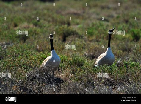 Two Canada Geese at the Don Edwards National Wildlife Refuge, Alviso CA ...