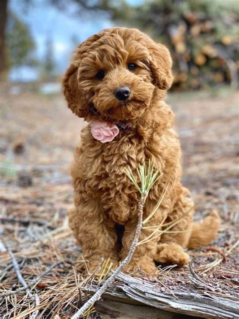 Labradoodles Are The Most Fun Dogs In The World! (and We Have Proof)