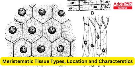 Meristematic Tissue Diagram, Types, Location & Characterstic