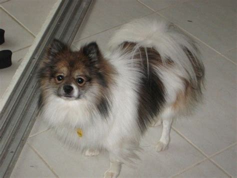 pictures of pomeranians | Jacques is a sweet Papillon/Pomeranian mix that is 1 to 2 years old ...