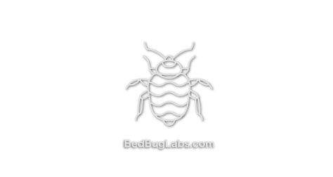 Ultimate Guide to Bed bugs - Treatments, Bites & Images