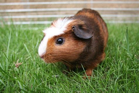 Brown pet gerbil stock image. Image of rodent, grass, pretty - 4908813