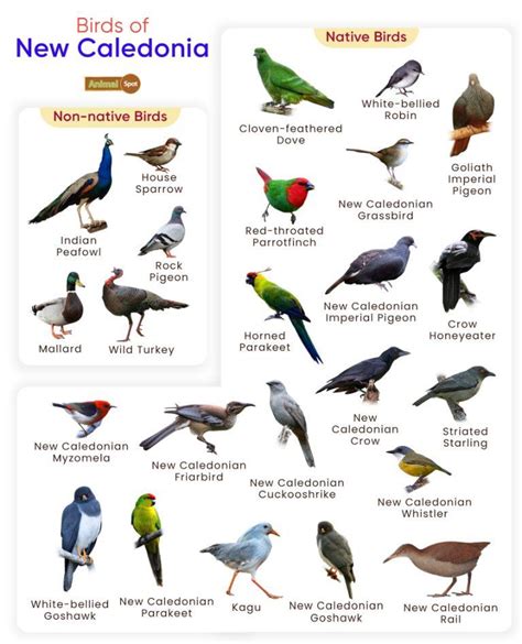 List of Birds Found in New Caledonia with Pictures