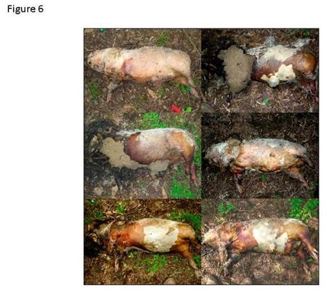 The Ecology of Carrion Decomposition | Learn Science at Scitable