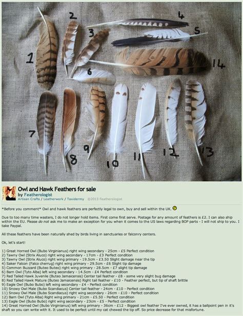 Feather Painting: Owl Feather Art