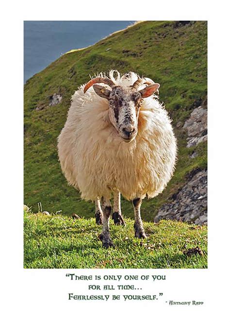 Irish sheep Birthday card - The Irish Card shop features 150 irish cards