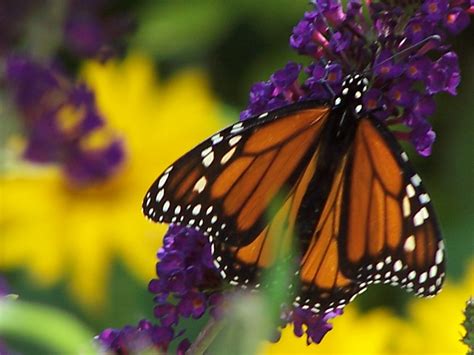 Places To See And Learn About Beautiful Butterfly Species | LongIsland.com