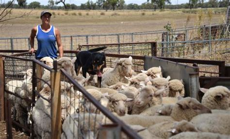 Shearing Gear Blog - How Sheep Shearing is Performed in Australia: Know ...