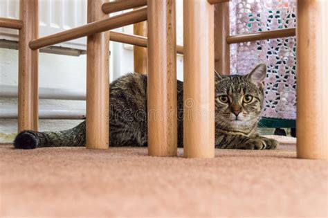 Cat Captured Under the Table Stock Image - Image of hiding, still: 81931573