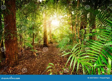 In Australian Rainforest Stock Photos - Image: 20372053