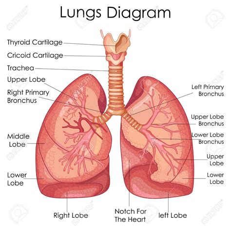 Lungs. Lungs Diagram. | Lung anatomy, Respiratory system anatomy, Respiratory