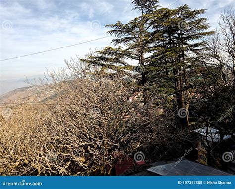 Hilly Area landscape view stock photo. Image of pine - 107357380