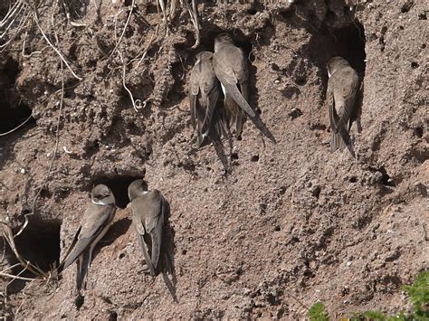 Nesting Sand Martins | Wildlife Insight