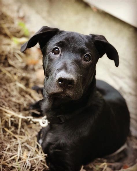 The German Shepherd Mastiff Mix: All On This Amazing Giant