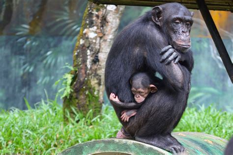 Zoo Negara - Ape Centre