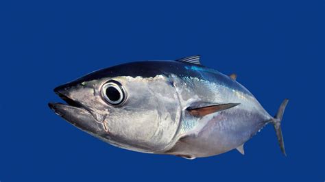 Blackfin Tuna - A-Z Animals