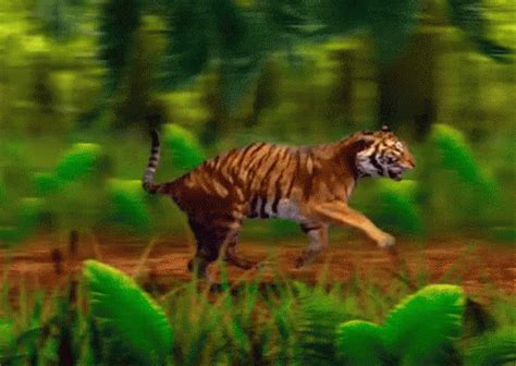 “Running Tiger”GIF | Tenor