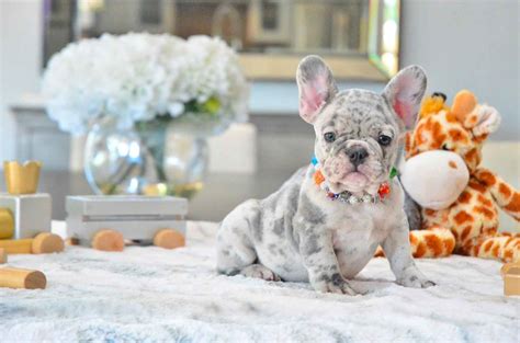 French Bulldog Breeders in Florida | 1st in Healthy Puppies