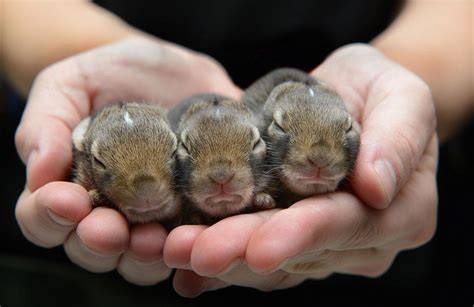 Traer Scott’s Wild Babies is a heartwarming look at baby animals.