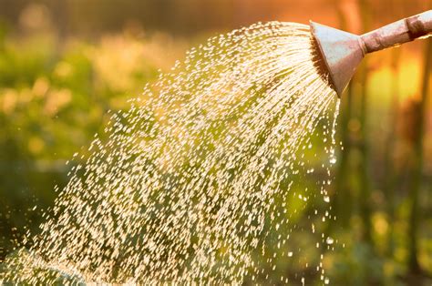 What Is The Best Water For Plants? Find Out The Answer Here!