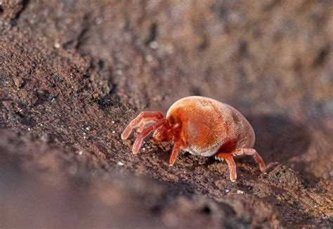 Beneficial vs. Harmful Soil Mites - Beginner Houseplant