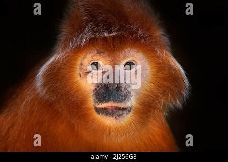 The East Javan langur (Trachypithecus auratus) is a primate species from the family of Colobinae ...