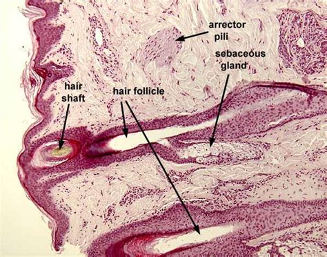 Histology at SIU