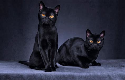 Bombay Cat Breed Characteristics and Traits | LoveToKnow Pets