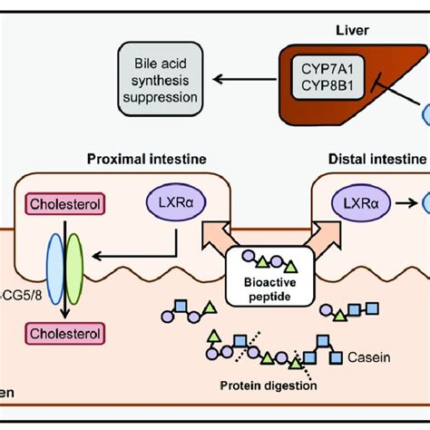 Schematic summary of hypolipidemic effects of casein-derived bioactive... | Download Scientific ...