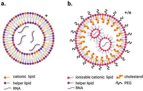 Pharmaceutics | Free Full-Text | Lipid Nanoparticles for Organ-Specific ...