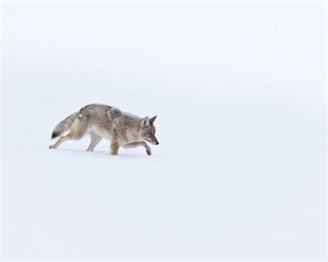 5 Fundamentals of Coyote Hunting • Outdoor Canada