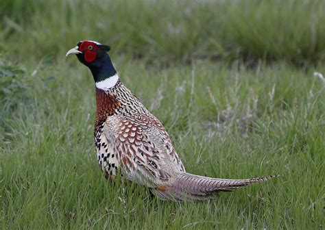 South Dakota State Bird the Chinese Ring-necked Pheasant - Thru Our ...