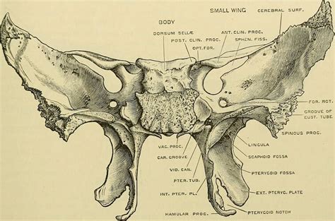 Sphenoid Bone Markings