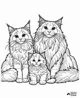 23 Free Maine Coon Coloring Pages – The Color Cove sketch template