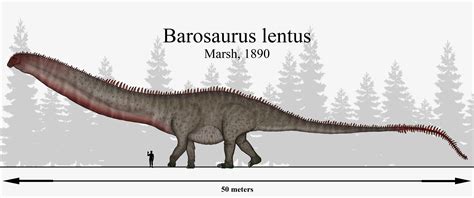 Barosaurus lentus, by most considered an unassuming diplodocid, this ...