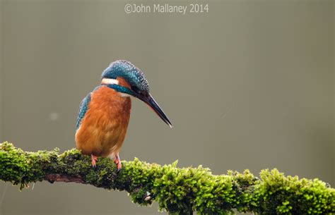 Common Kingfisher | John Mallaney