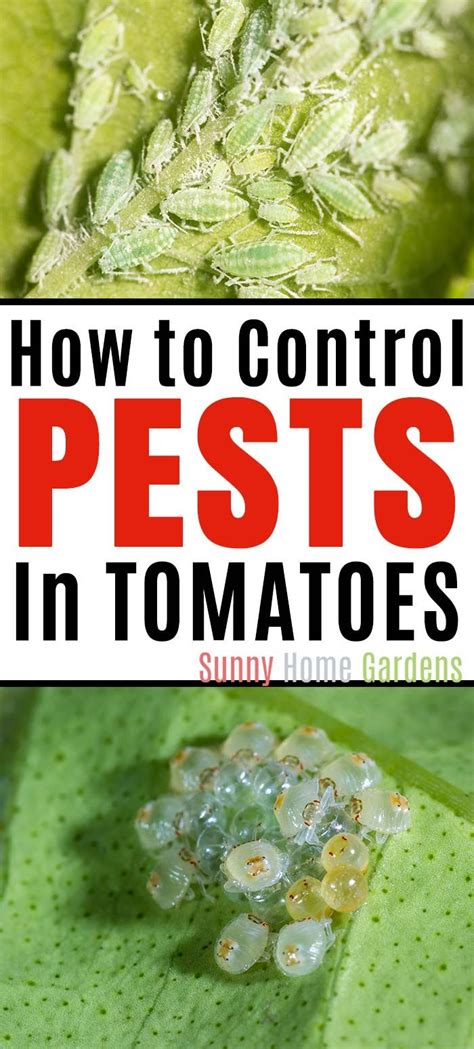 Tomato Plant Pests - Secrets to Getting Rid of Them Organically! | Plant pests, Garden pests, Pests