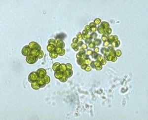 Chlorophyta (Green Algae) - Biology Ease