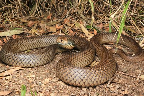 Eastern Brown Snake - South East Snake Catcher - Gold Coast