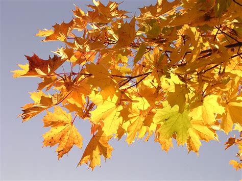 Norway maple | plant | Britannica