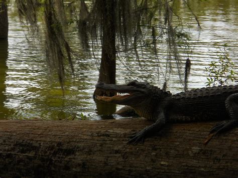 Louisiana Swamp Tour Information: Lafayette, Louisiana Swamp Tours