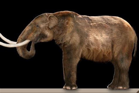 How Much Do You Really Know About Mastodons? | Prehistoric animals, Animals, Extinction