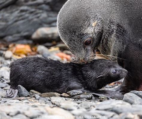 Antarctic fur seal pups form an incredibly important bond with their ...