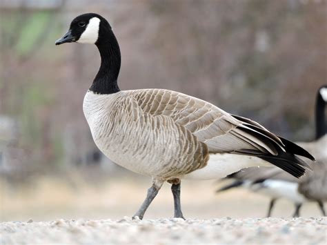 Cackling Goose - eBird