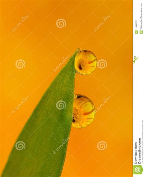 Dews on the Grass with Colorful Flower Reflection Inside Stock Image ...